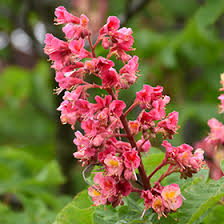 Attēlu rezultāti vaicājumam “Aesculus x hybrida leaf”