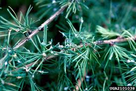 Attēlu rezultāti vaicājumam “Adelges laricis”