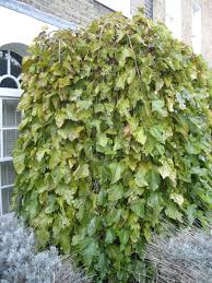 Attēlu rezultāti vaicājumam “Morus alba leaf”