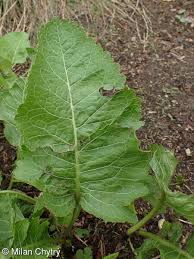 Attēlu rezultāti vaicājumam “Armoracia rusticana bud”