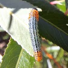 Attēlu rezultāti vaicājumam “Nematus salicis”