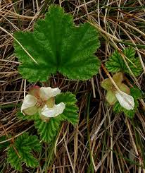 Attēlu rezultāti vaicājumam “Rubus chamaemorus flower”