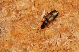 Attēlu rezultāti vaicājumam “Calodromius spilotus”