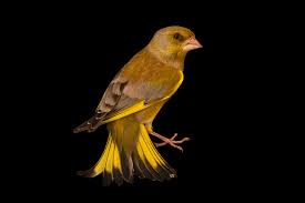 Attēlu rezultāti vaicājumam “Chloris chloris”