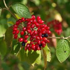 Attēlu rezultāti vaicājumam “Viburnum lantana”