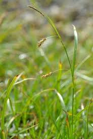Attēlu rezultāti vaicājumam “Carex capillaris”
