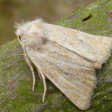 Attēlu rezultāti vaicājumam “Chortodes fluxa”