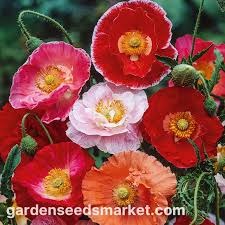Image result for Papaver rhoeas 'Shirley'