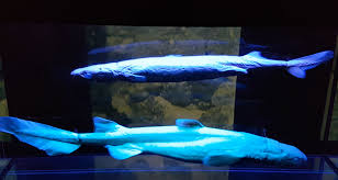 Image result for Dalatias licha