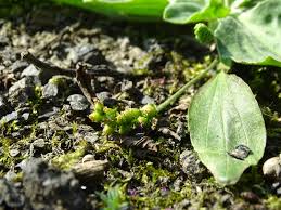 Attēlu rezultāti vaicājumam “Plantago major subsp. intermedia”