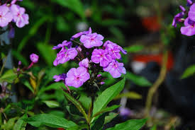Image result for Phlox (großblumig)