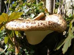 Attēlu rezultāti vaicājumam “Polyporus squamosus”