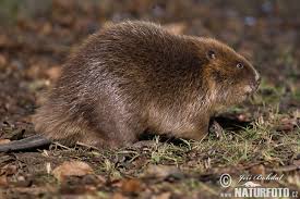 Image result for Castor fiber