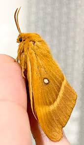 Attēlu rezultāti vaicājumam “Lasiocampa quercus”