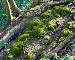 Attēlu rezultāti vaicājumam “Palustriella commutata sporophyte”