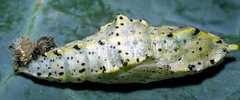 Attēlu rezultāti vaicājumam “Pieris brassicae underside”