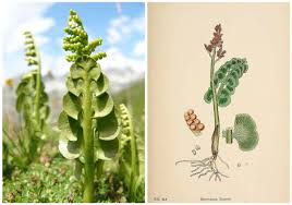 Attēlu rezultāti vaicājumam “Botrychium lunaria”