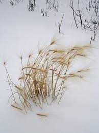 Attēlu rezultāti vaicājumam “Hordeum jubatum”