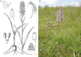 Attēlu rezultāti vaicājumam “Gymnadenia conopsea bud”
