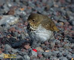 Image result for Catharus ustulatus