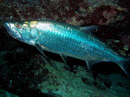 Image result for Megalops atlanticus
