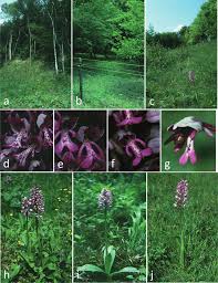 Attēlu rezultāti vaicājumam “Orchis militaris”