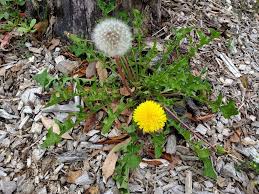 Attēlu rezultāti vaicājumam “Taraxacum officinale aggr. leaf”