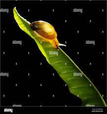 Attēlu rezultāti vaicājumam “Succinea”