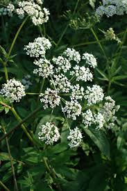 Attēlu rezultāti vaicājumam “Chaerophyllum aromaticum”