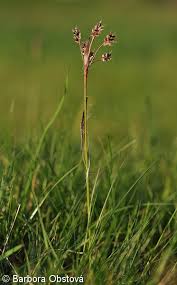 Attēlu rezultāti vaicājumam “Luzula campestris”