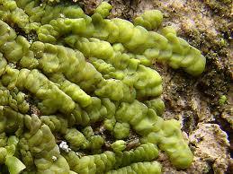 Attēlu rezultāti vaicājumam “Jungermanniopsida”