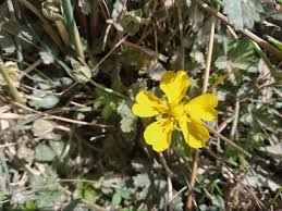 Attēlu rezultāti vaicājumam “Potentilla arenaria bud”
