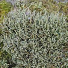 Attēlu rezultāti vaicājumam “Cladonia ochrochlora”