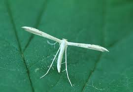 Attēlu rezultāti vaicājumam “Adaina microdactyla”