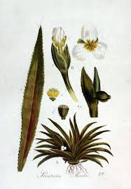 Attēlu rezultāti vaicājumam “Stratiotes aloides flower”