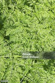 Attēlu rezultāti vaicājumam “Anthriscus sylvestris leaf”