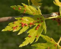 Attēlu rezultāti vaicājumam “Vasates quadripedes”