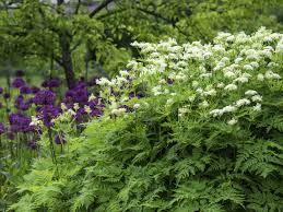 Image result for Myrrhis odorata