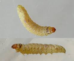 Attēlu rezultāti vaicājumam “Gynaephora selenitica larva”
