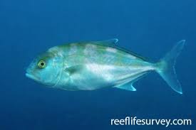 Image result for Seriola dumerili