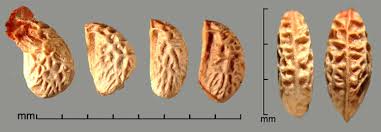 Attēlu rezultāti vaicājumam “Rubus plicatus fruit”