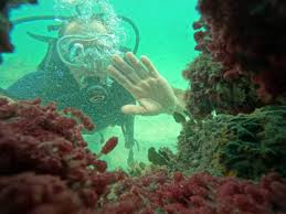 Image result for Abyss Dive Club