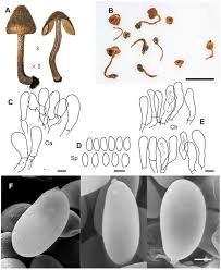 Attēlu rezultāti vaicājumam “Badhamiopsis praetermissa macro”