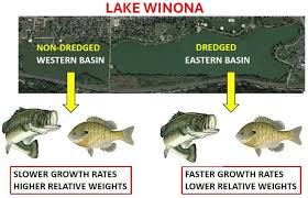 Image result for Micropterus