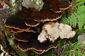 Attēlu rezultāti vaicājumam “Ischnoderma benzoinum”