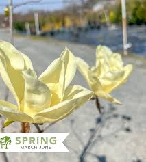 Attēlu rezultāti vaicājumam “Magnolia acuminata flower”
