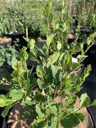 Attēlu rezultāti vaicājumam “Betula humilis”