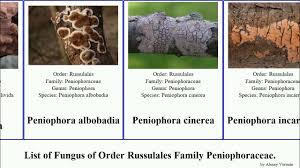 Attēlu rezultāti vaicājumam “Peniophora laurentii”