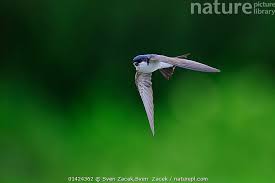 Attēlu rezultāti vaicājumam “Delichon urbicum”