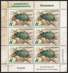 Attēlu rezultāti vaicājumam “Carabus clathratus”